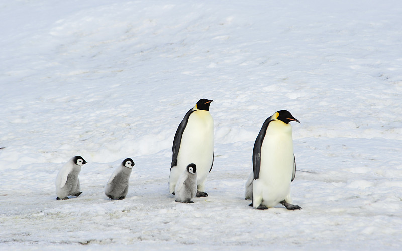 超大小企鹅照片图片