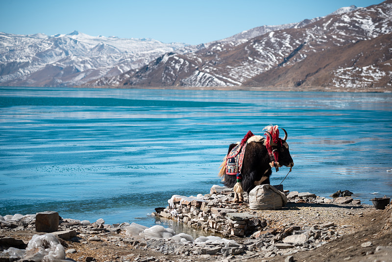 西藏羊湖羊卓雍错的牦牛图片下载