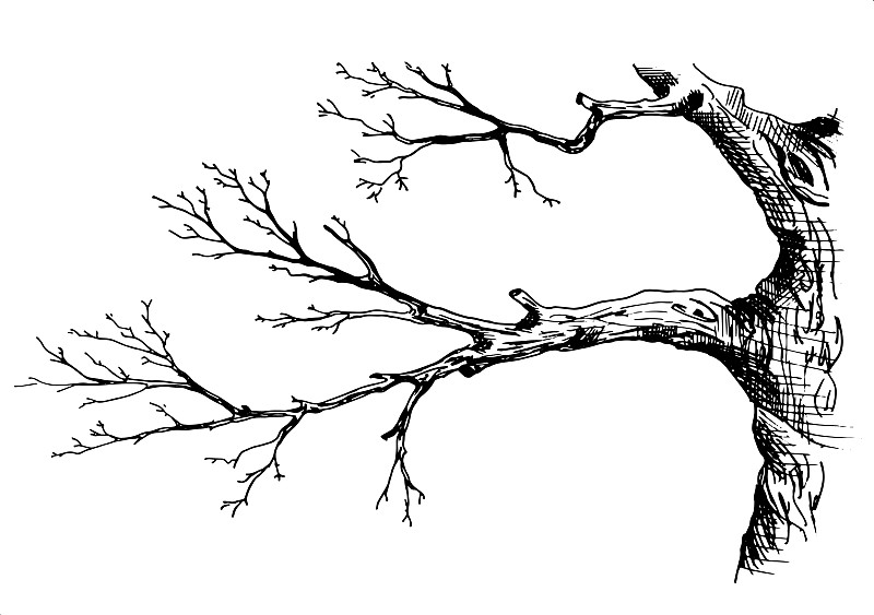 树枝手绘素描风格图片