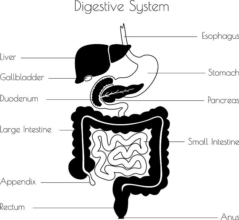 人体内消化系统示意图图片