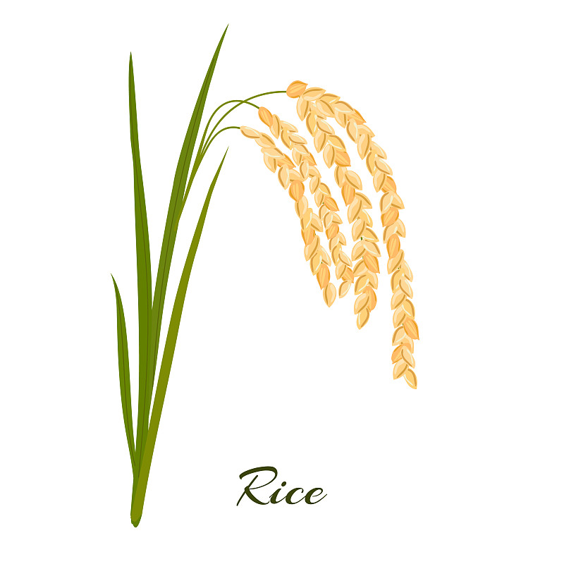 水稻叶片上的小穗和种子呈白色图片素材