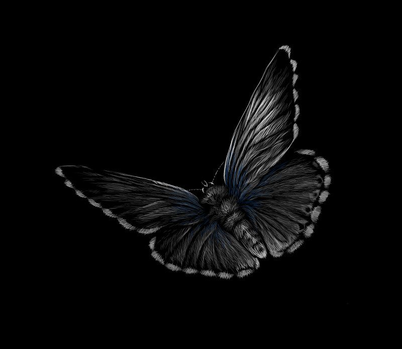 蝴蝶在一个黑色的背景手绘图片