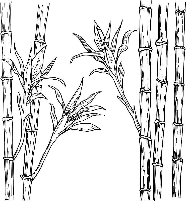 竹林和山川是用墨水手绘的