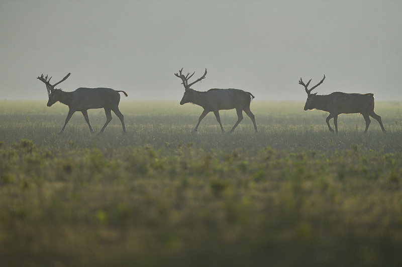 Père麋鹿，湖北天河州麋鹿国家级自然保护区，石首，湖北，中国图片下载