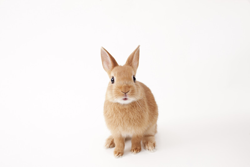 茶色的兔子图片下载
