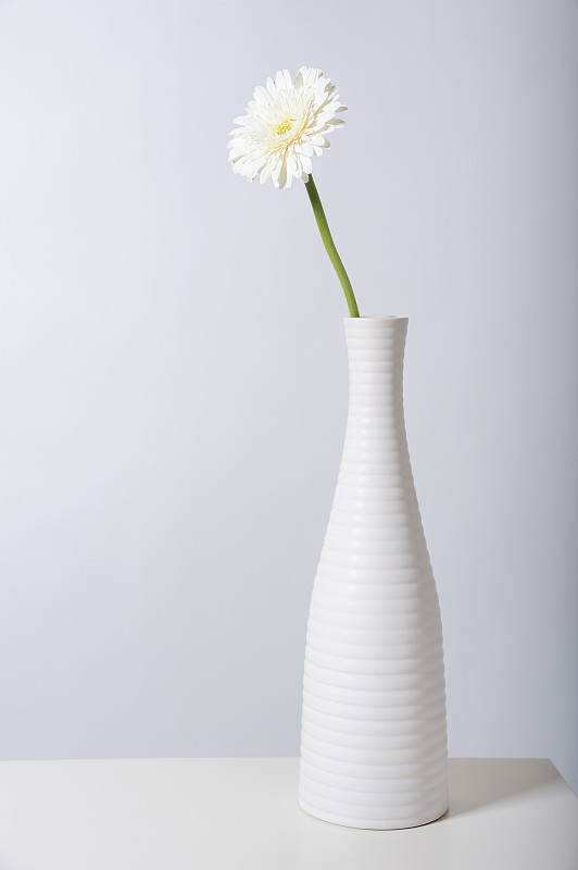 白花瓶里的非洲菊图片素材