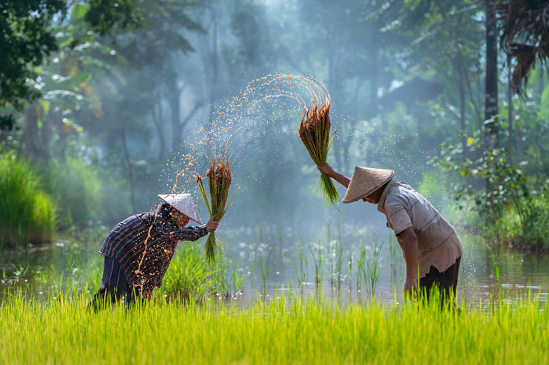 亚洲农民在稻田插秧，农民在雨季种植水稻。图片下载
