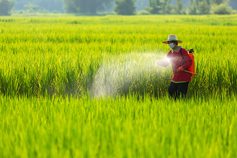 亚洲农民在稻田里喷洒杀虫剂图片下载