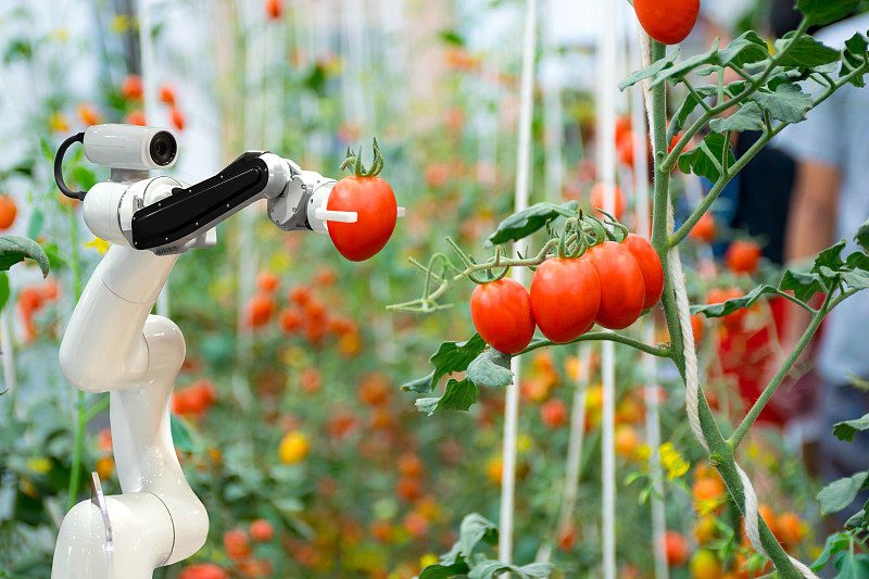 近距离的机器人手臂抱着番茄图片素材