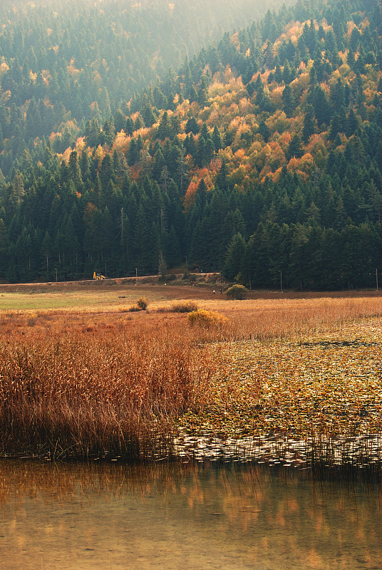 森林中的湖泊风景图片素材