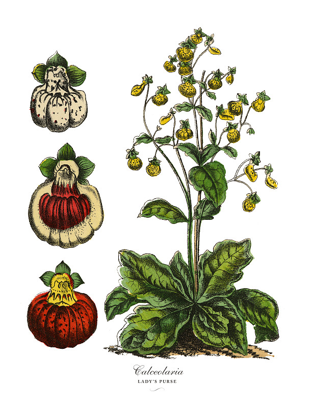 蒲包花或女士的钱包植物，维多利亚植物学插图图片下载