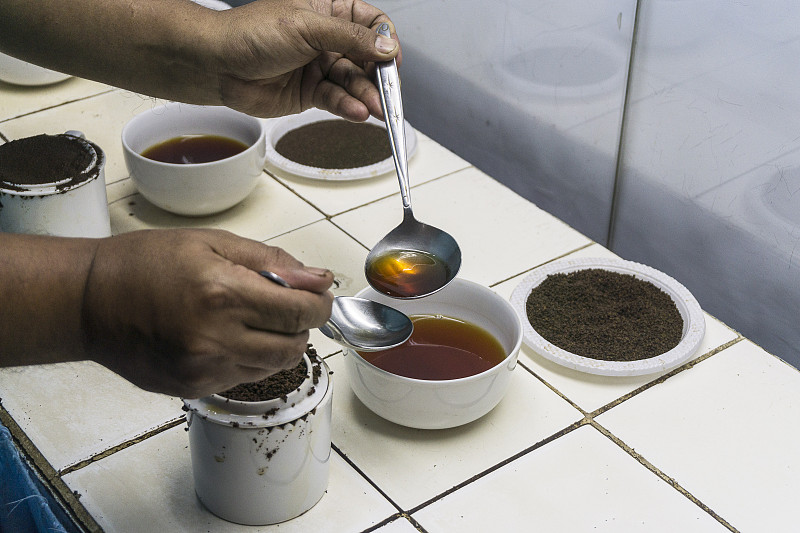 品茶员正在检查茶厂生产的茶叶的质量控制。图片下载