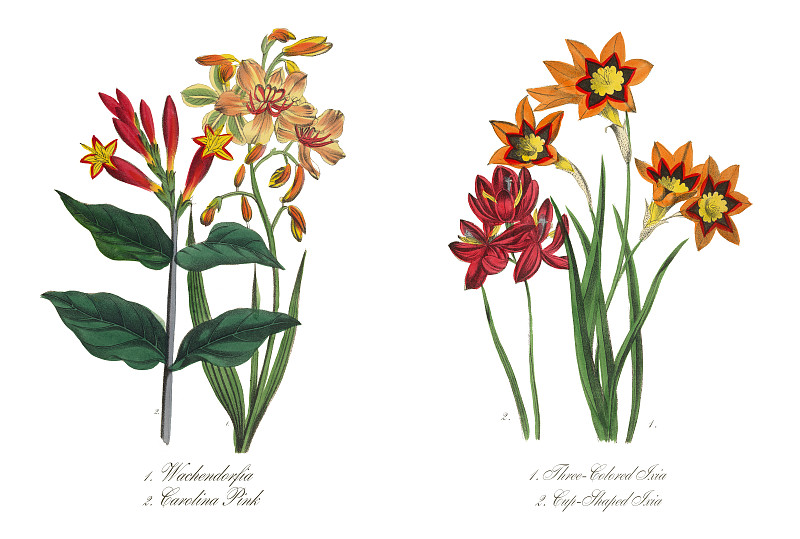 三色杯状伊夏维多利亚植物插图图片下载