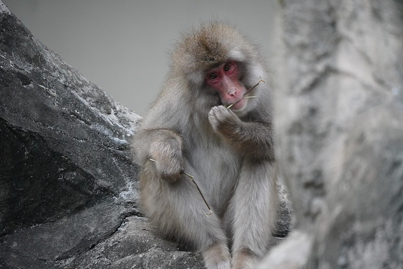 日本猴子图片下载