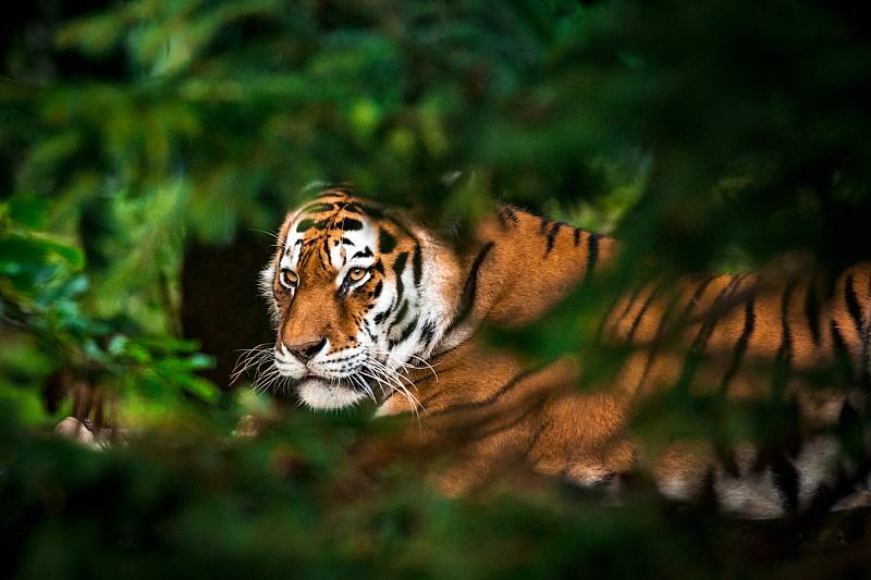 老虎在森林图片下载
