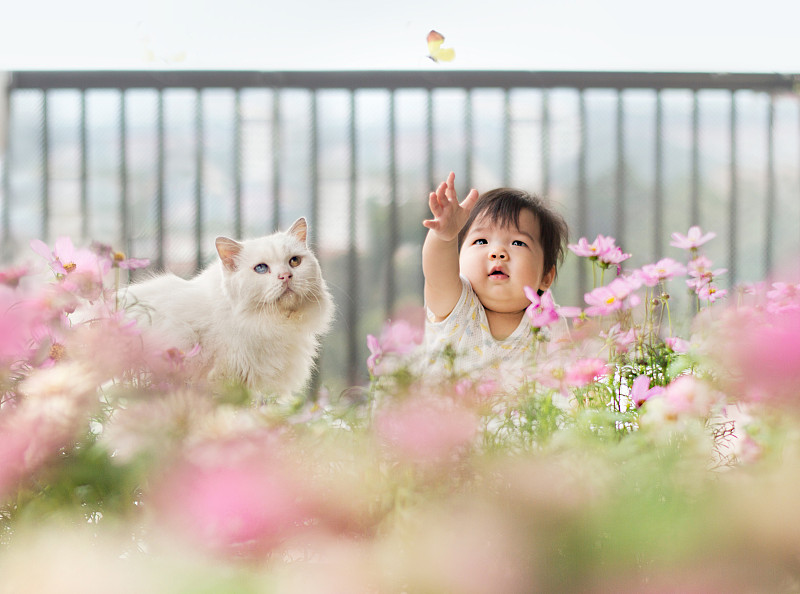 亚洲小孩试图抓住一只白色外套的波斯猫蝴蝶。图片下载