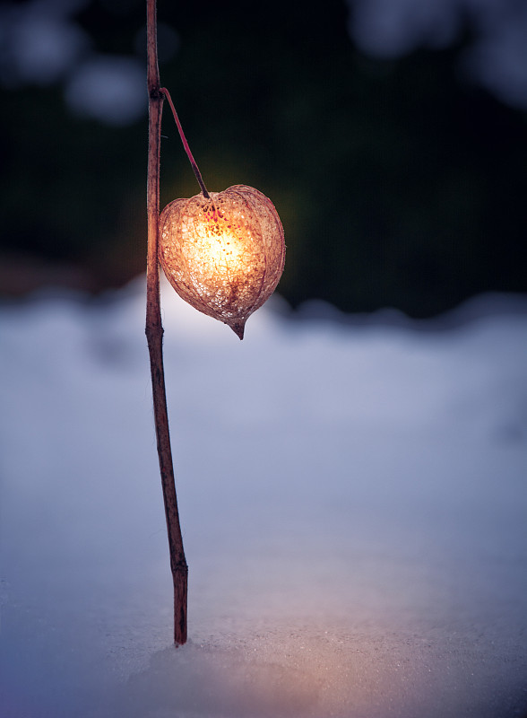 被照亮的冬天樱桃在晚上的雪上的特写图片下载