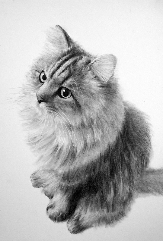 猫的铅笔画画图片素材