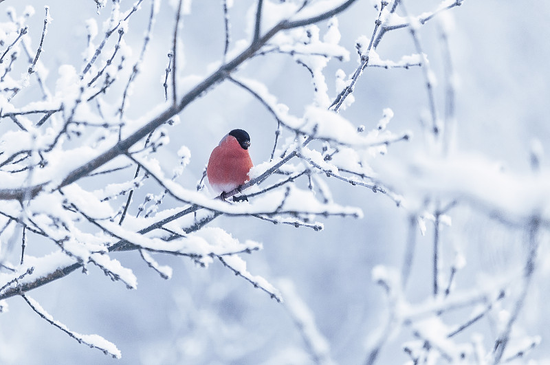 白雪皑皑的树枝上的红腹灰雀图片下载