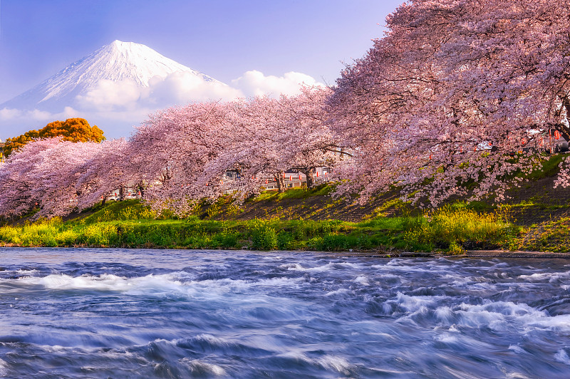 日本，以富士山为背景的河边樱花树图片下载
