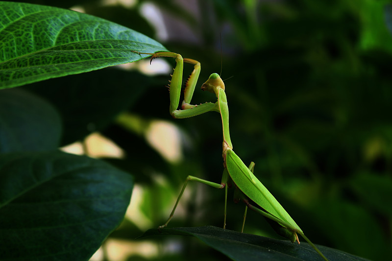 螳螂在植物上的特写图片素材