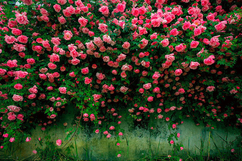 蔷薇花图片素材