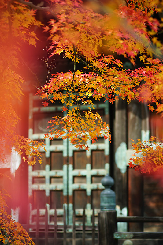 京都的秋色-201711图片下载