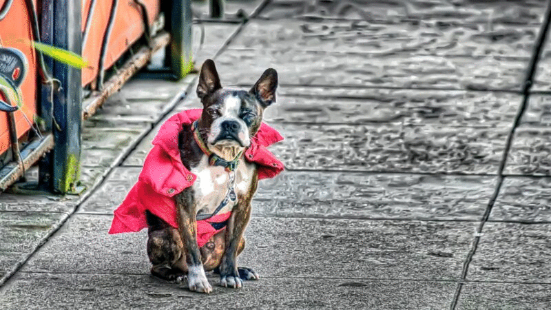 人行道上穿着粉红色夹克点头的狗图片下载