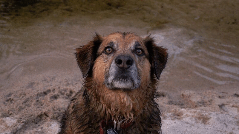 在河边的狗的肖像图片下载