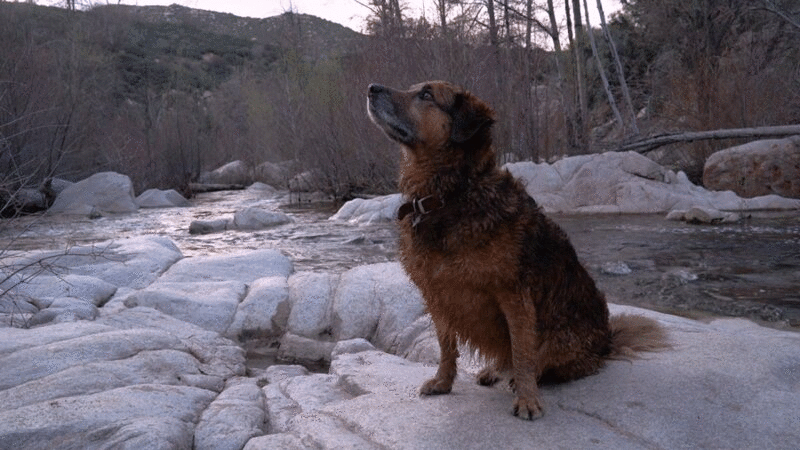坐在河边岩石上的狗图片下载