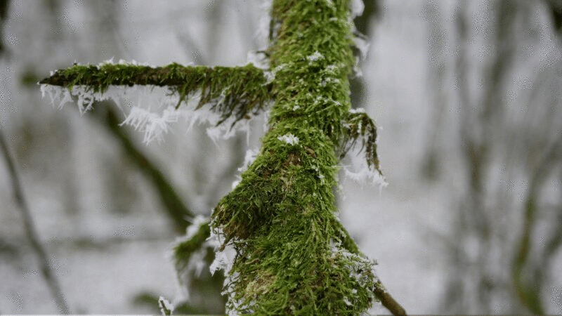 冬天树枝上跳动的绿苔图片下载