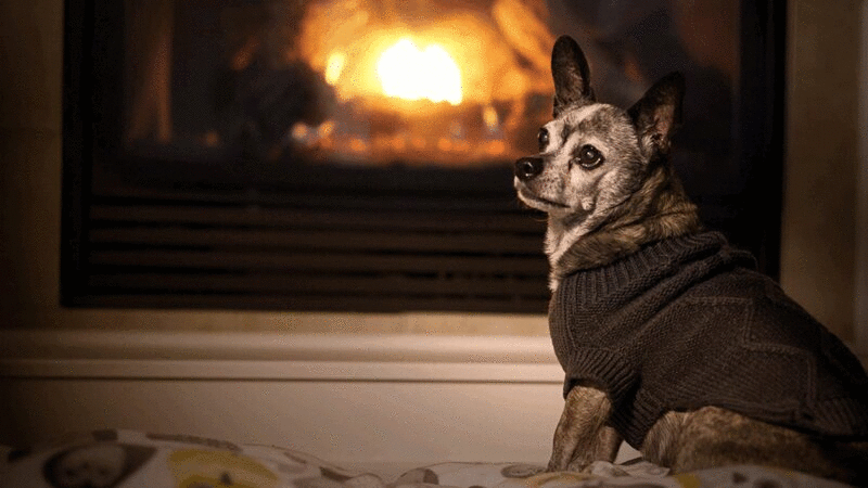在壁炉附近的小狗在毛衣的肖像插画下载