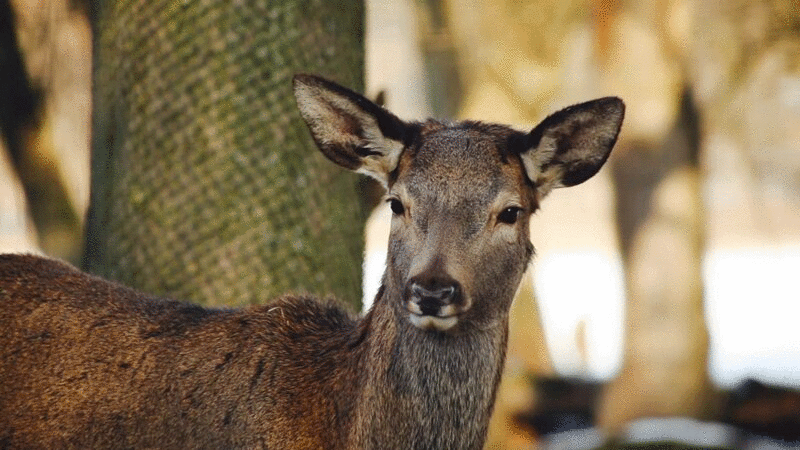 一只耳朵在摆动的鹿图片下载