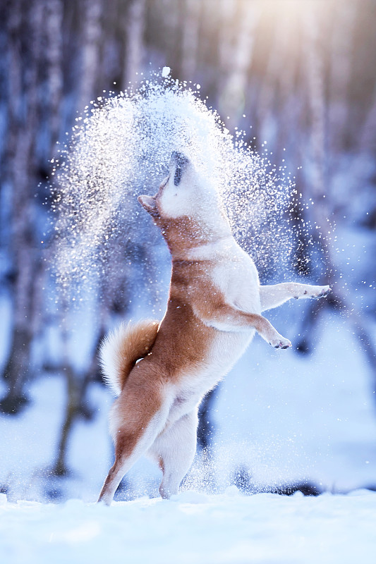 雪山中的柴犬图片素材