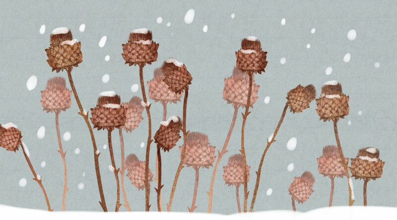 水彩风格冬天植物花卉插画动图图片下载