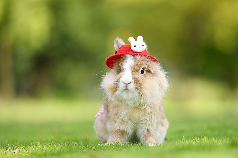 戴帽子的兔子图片下载