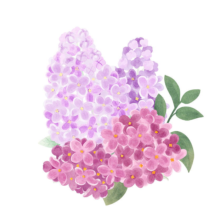 节气五月小满盛开的紫丁香插画下载