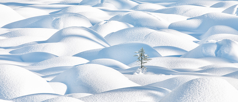 雪景和一棵针叶树图片下载