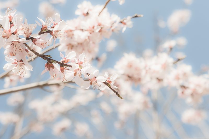 北京春天三月的桃花图片素材