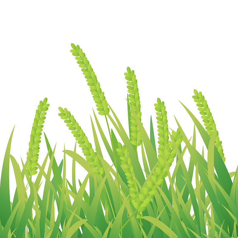 小满水稻农业小麦青色植物生长二十四节气中国风矢量插画下载