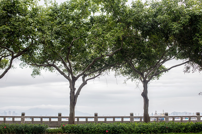 广东省汕尾城区海滨街的树木环境图图片下载