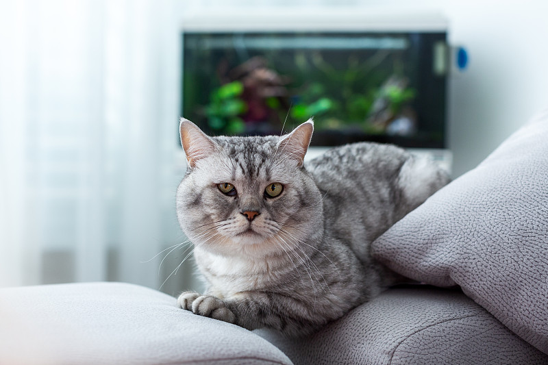 一只英国猫躺在沙发上看镜头图片素材