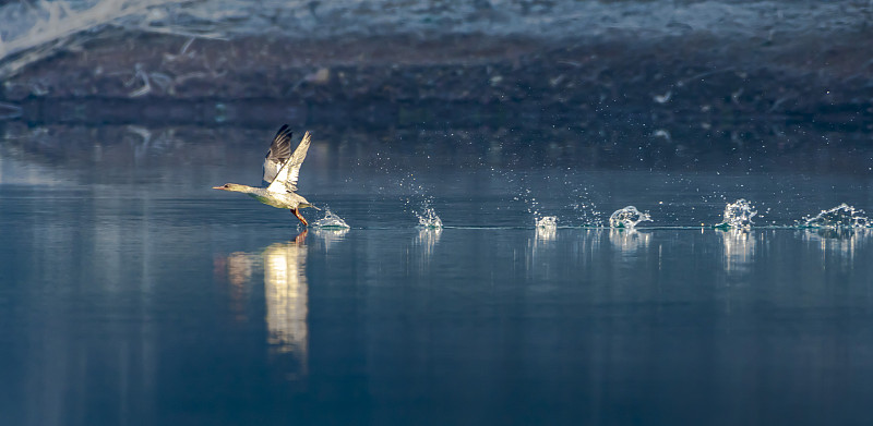 宁静的湖面，中华秋沙鸭在起飞图片下载