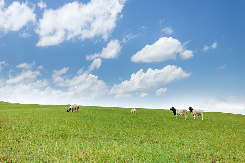 夏季中国新疆巴音布鲁克草原上的黑头羊图片下载