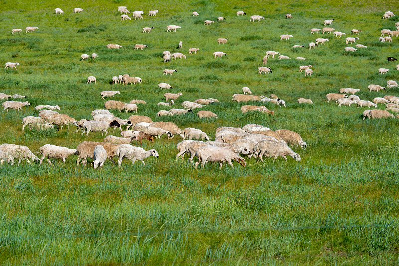 草原山坡上的羊群图片素材
