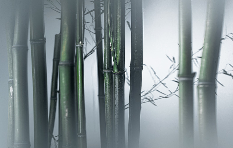雾色中的竹林图片下载