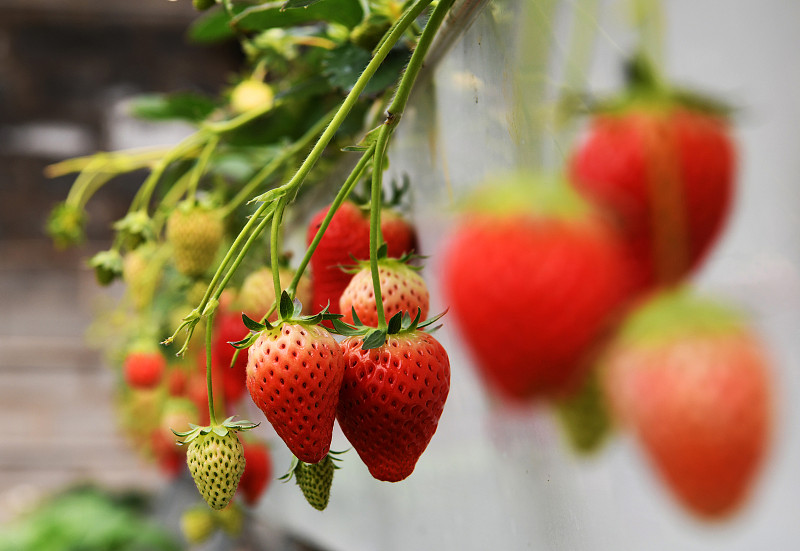 立体种植的草莓图片素材