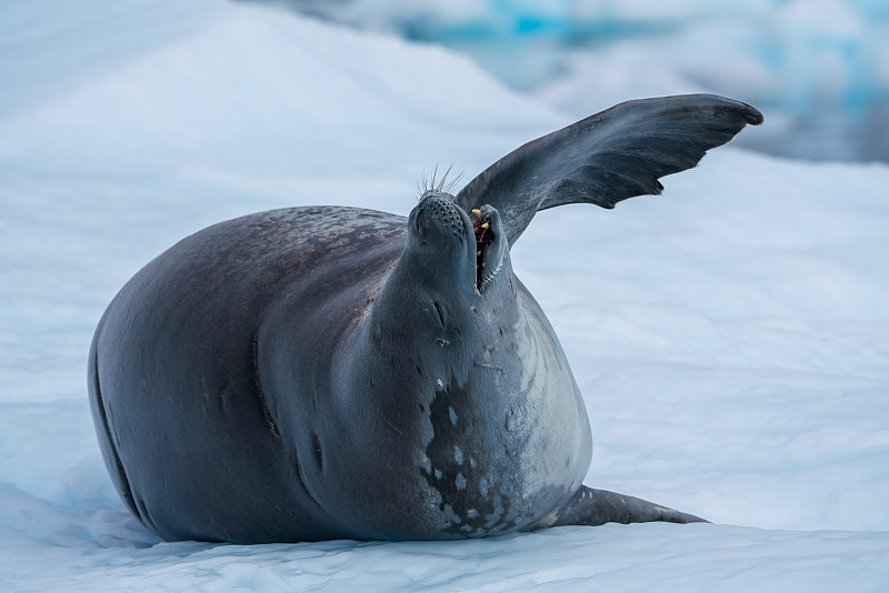 海豹  南极图片下载