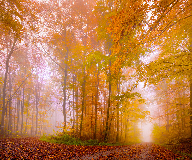 德国Kleinrinderfeld秋季森林中的树木图片素材