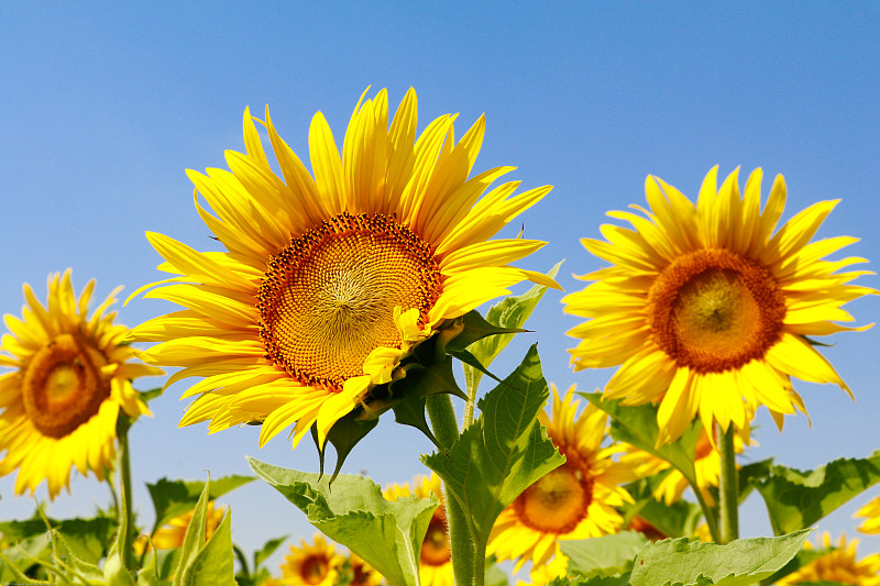 向阳花 向日葵sunflower图片素材